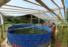 Perkuat Ketahanan Pangan, Kodim 0409/Rejang Lebong Kembangkan Budidaya Ikan Nila Melalui Kolam Bioflok : Ribuan Bibit Ditebar