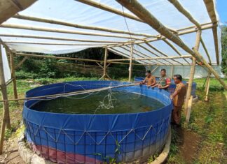 Perkuat Ketahanan Pangan, Kodim 0409/Rejang Lebong Kembangkan Budidaya Ikan Nila Melalui Kolam Bioflok : Ribuan Bibit Ditebar