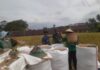 Hadir di Tengah Petani, Babinsa Kodim 0409/Rejang Lebong Pastikan Panen dan Harga Gabah Tetap Menguntungkan