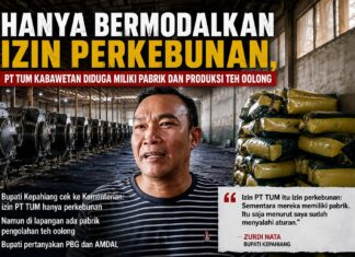 Hanya Bermodalkan Izin Perkebunan, PT TUM Kabawetan Kepahiang Diduga Operasikan Pabrik dan Produksi Teh Oolong Tanpa Izin Resmi