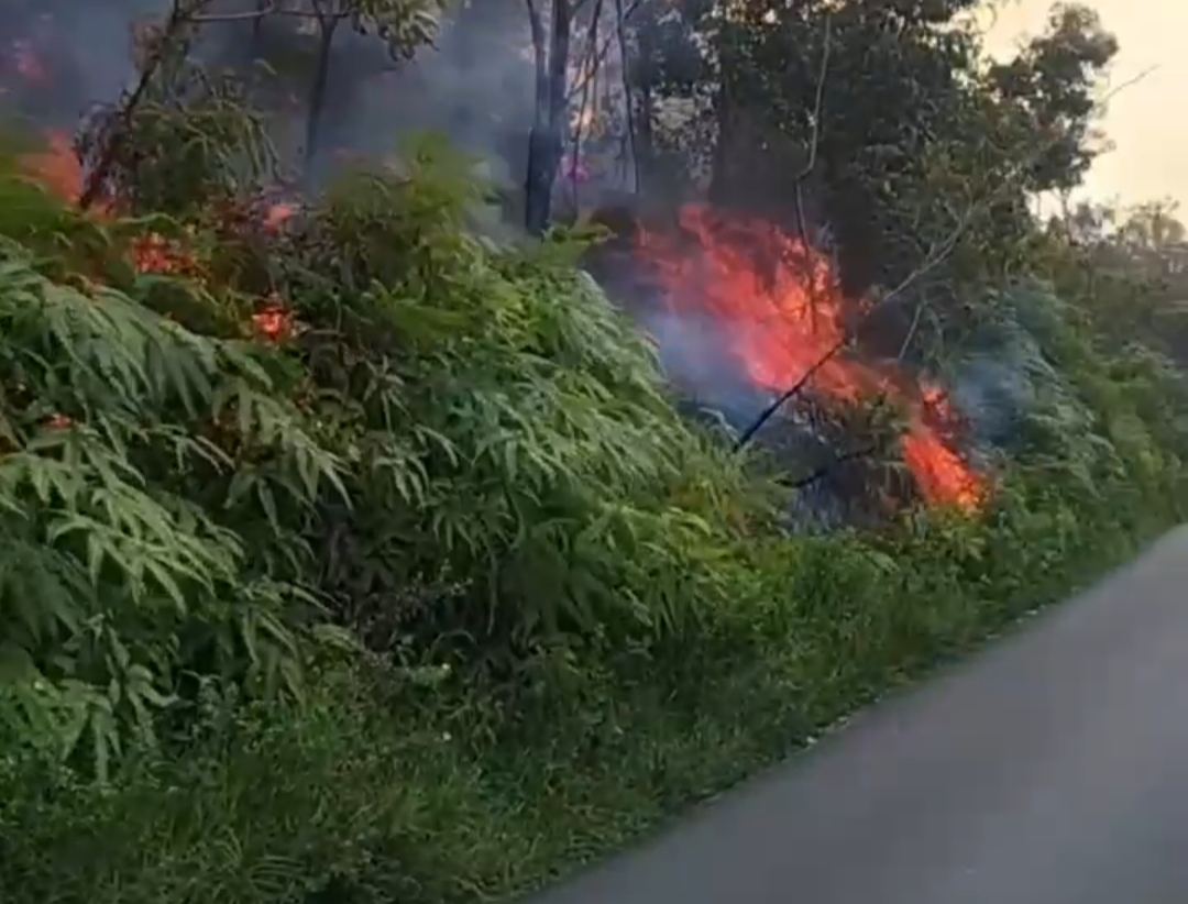 Tampak lahan yang kebakaran 