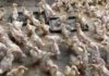 Lapas Curup Dorong Kemandirian Warga Binaan Lewat Budidaya Ayam dan Bebek