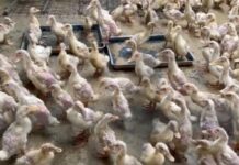 Lapas Curup Dorong Kemandirian Warga Binaan Lewat Budidaya Ayam dan Bebek