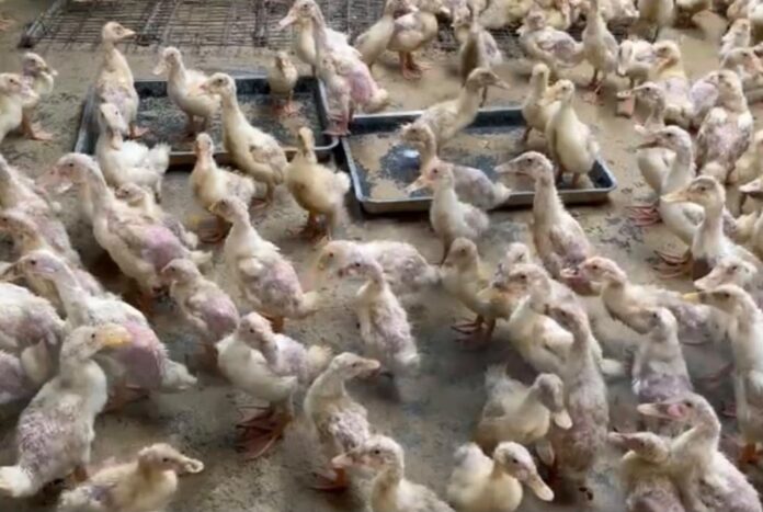 Lapas Curup Dorong Kemandirian Warga Binaan Lewat Budidaya Ayam dan Bebek